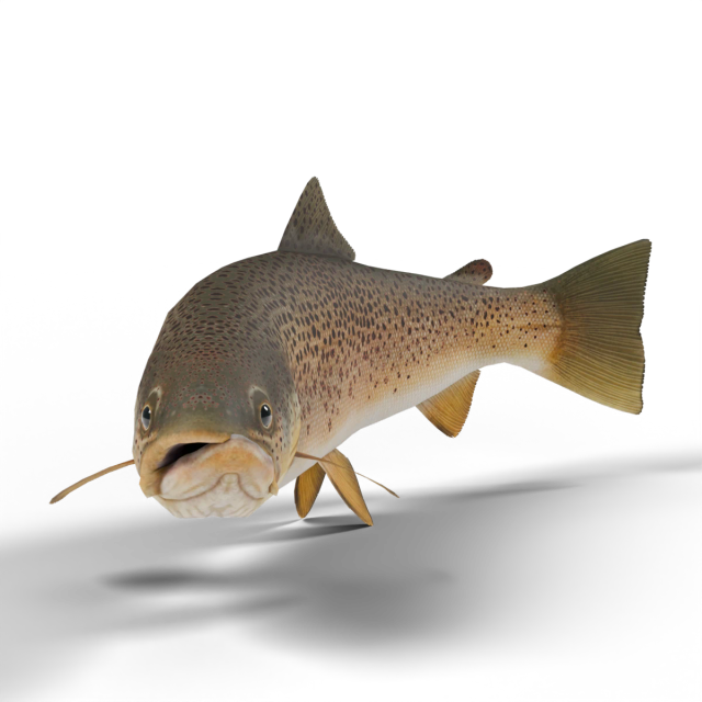 Brown Trout