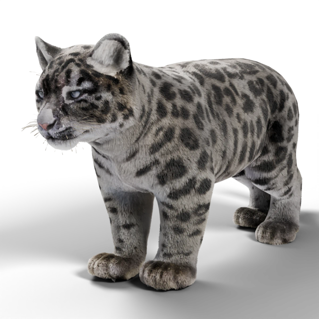 Snow Leopard