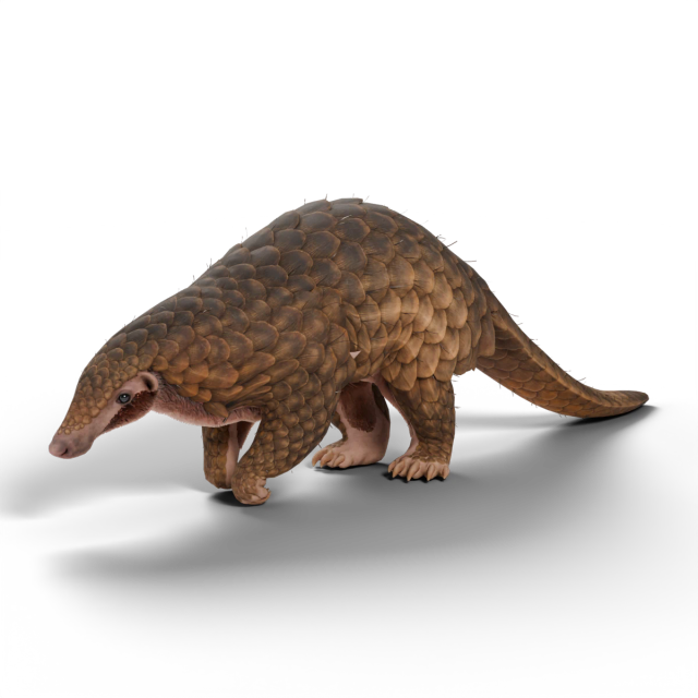Pangolín malayo
