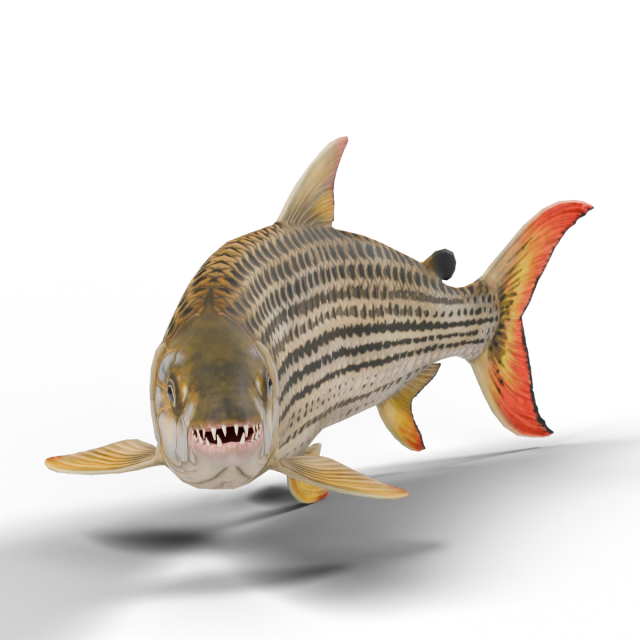 Poisson-tigre africain