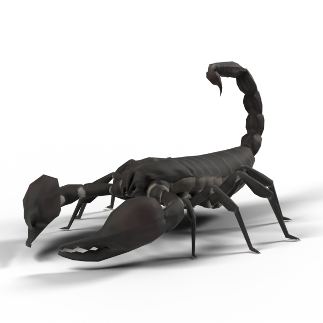 Wielki skorpion leśny