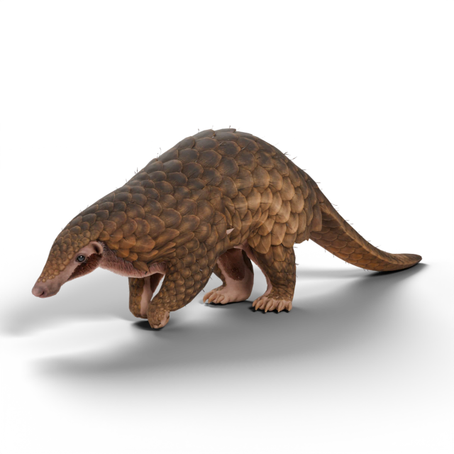 Pangolín malayo