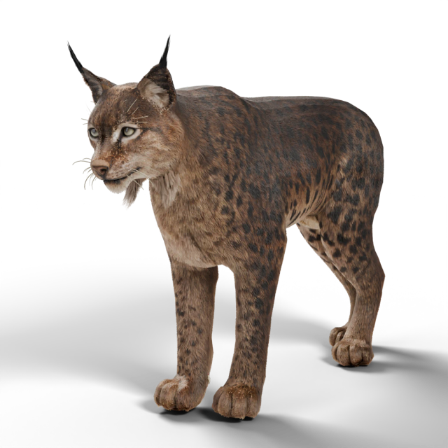 Lince-euroasiático