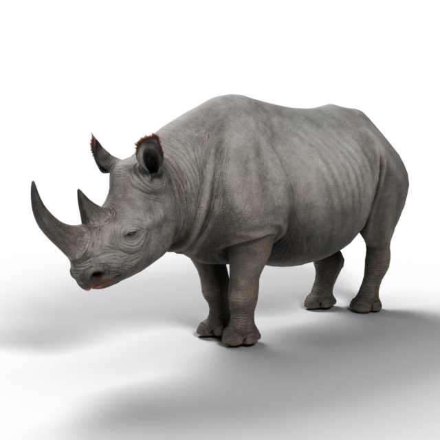 Nosorożec czarny