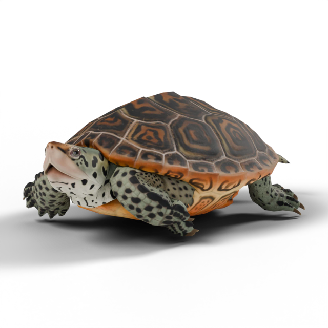 Diamondback Terrapin