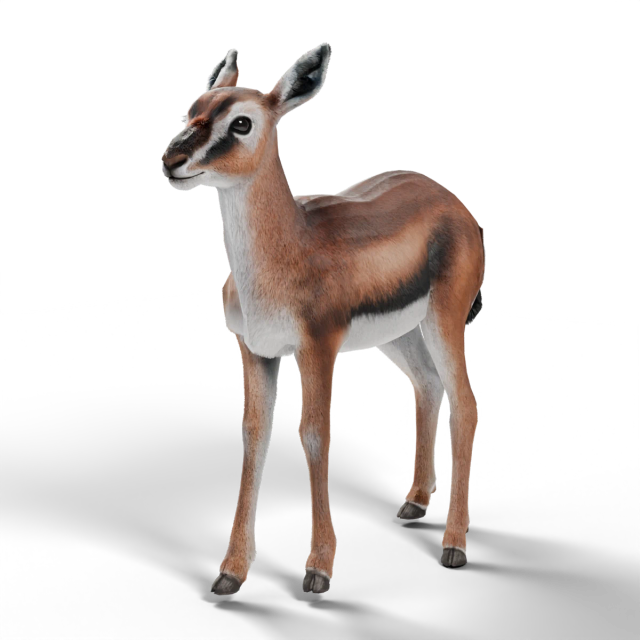 Thomson-Gazelle