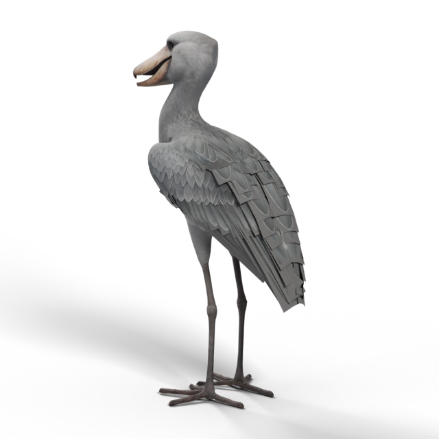 Shoebill