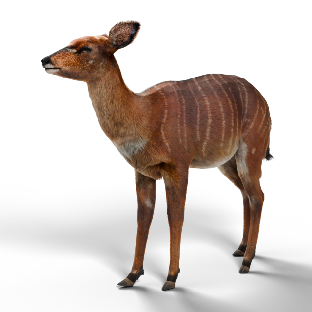Nyala