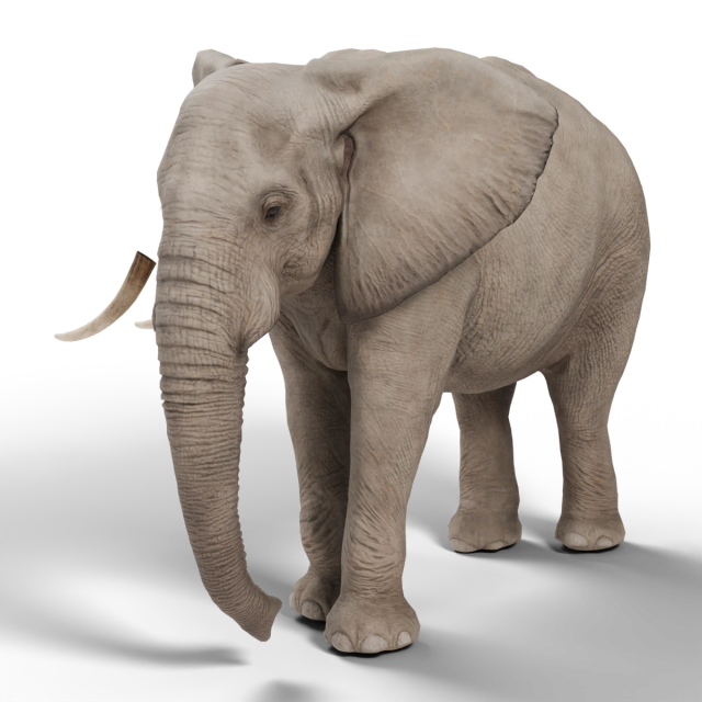 Afrikanischer Steppenelefant