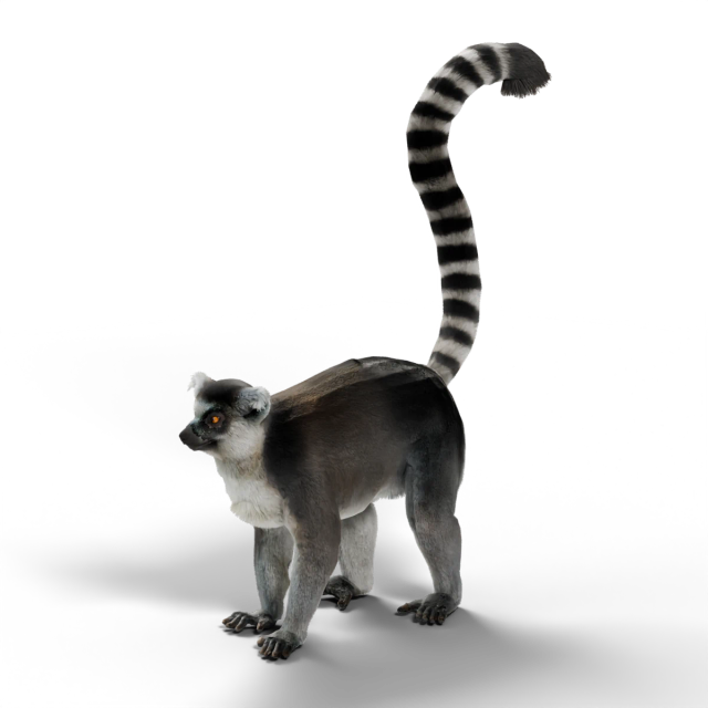 Katta