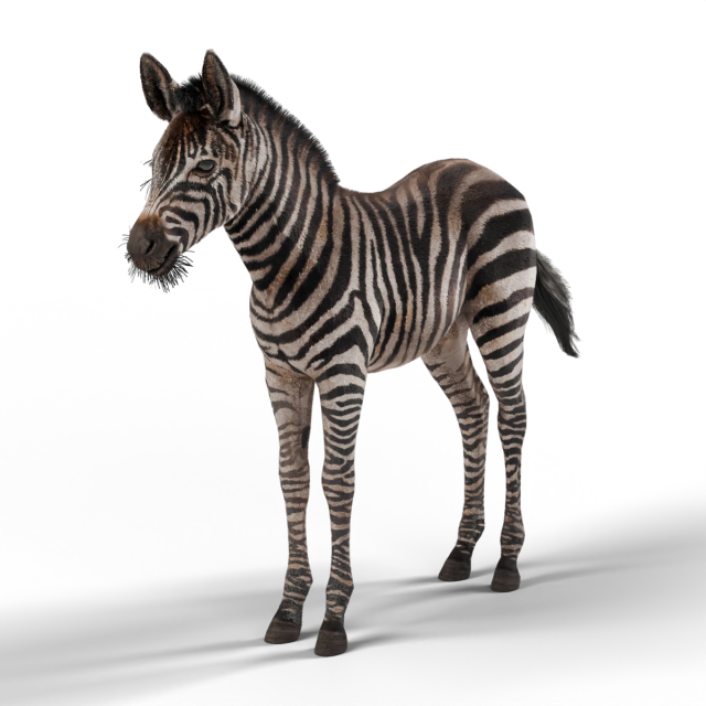Zebra-da-planície