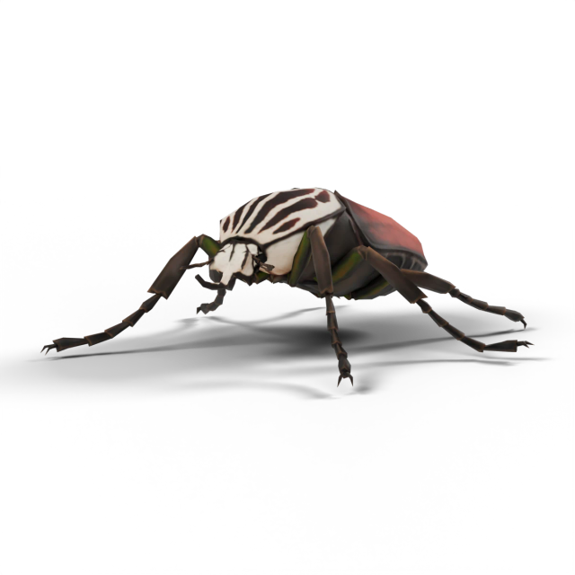 Escarabajo goliat