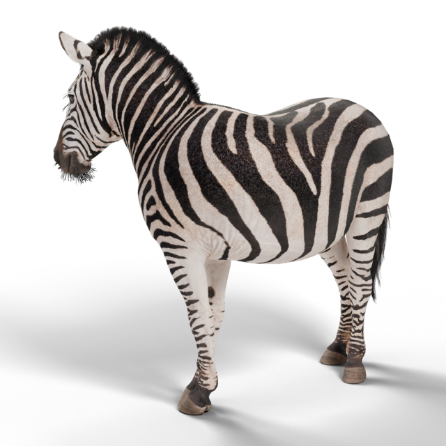 Zebra-da-planície
