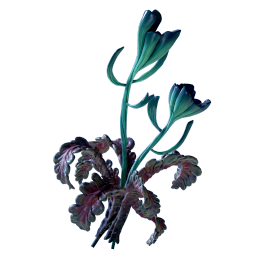 Flor de fresia