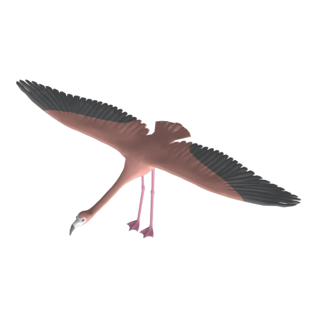 Flamingo