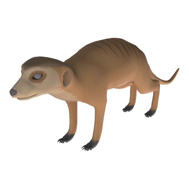 Meerkat