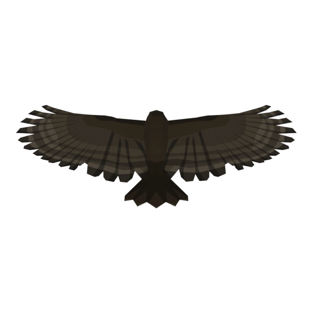 Hawk
