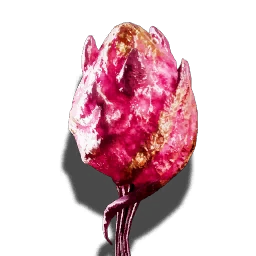 Queen's pheromone gland