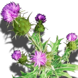 Velayis