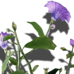 Lunanaceae