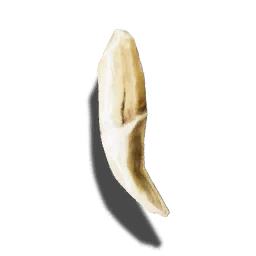 牙齿