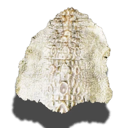 Lizard's skin