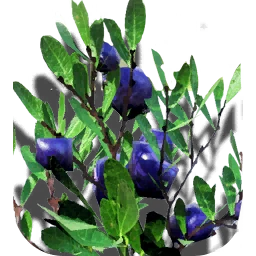 Seraphis