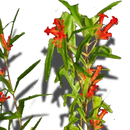 Strong Healing Herbs