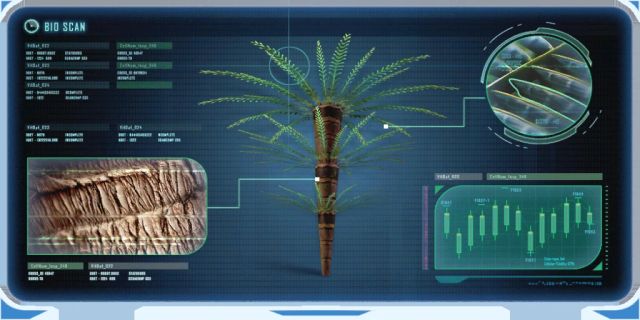 Fern Palm