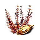 Semilla de carmesia