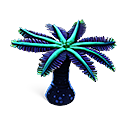Blauwpalm