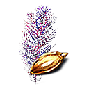 Semilla de arbusto de cueva