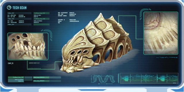 Ancient Fossilized Skeleton