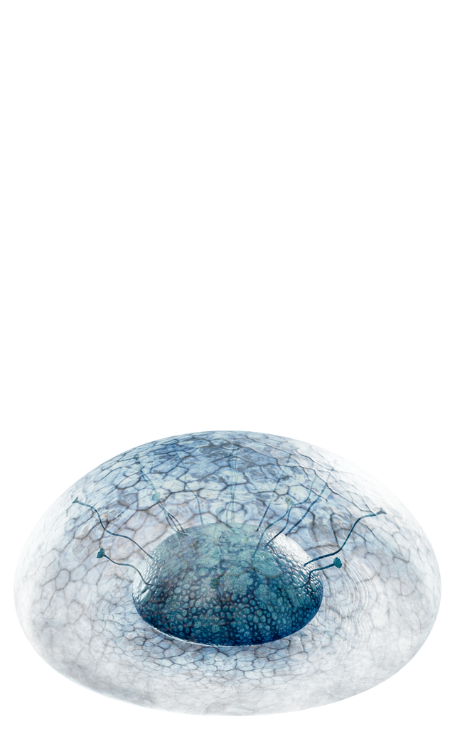 Amoeboid