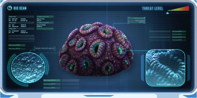 Brain Coral