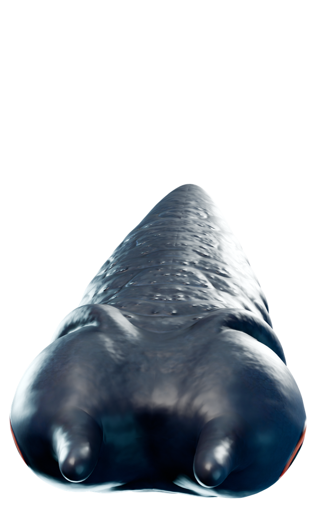Lava larva