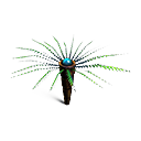Palmera helecho