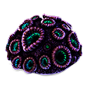 Coral cerebral