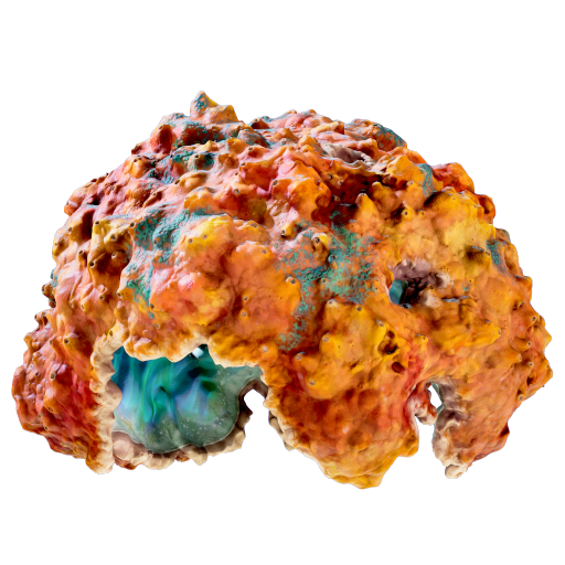 Coral Dome