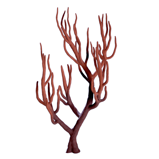 Branching Coral