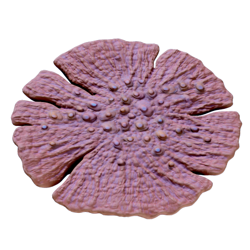 Dragon's scale coral