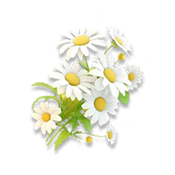 Lunar Daisy