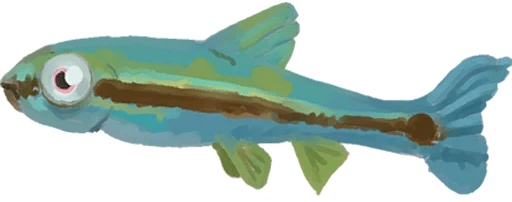 Copper Minnow
