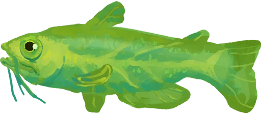 Green Reefhead