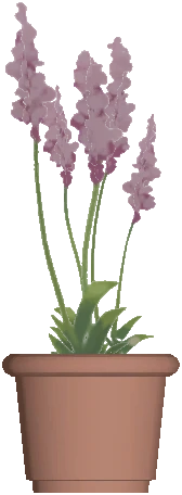 Flower Pot