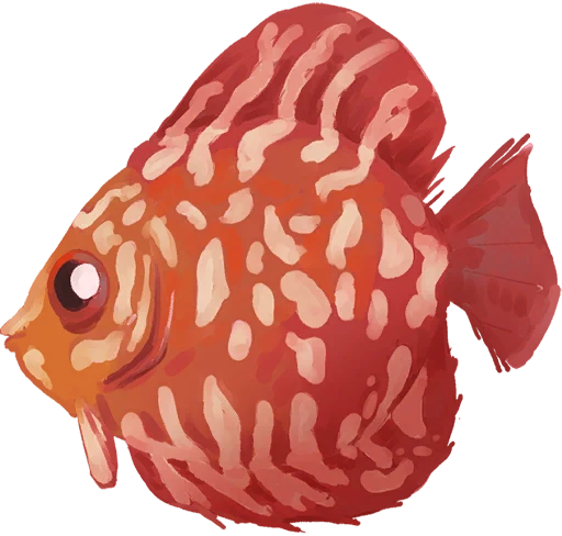 Male Heartscale Fish