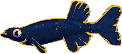 Peakpuff Minnow