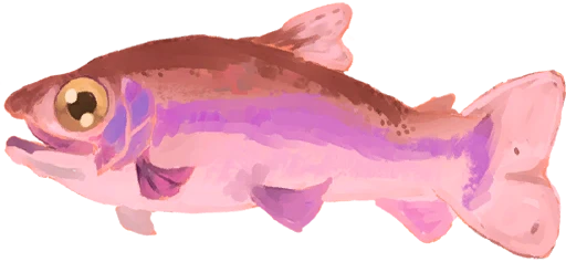 Rosefin Trout