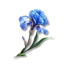 Iris de rosée crépusculaire