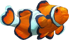Clown Anemonefish